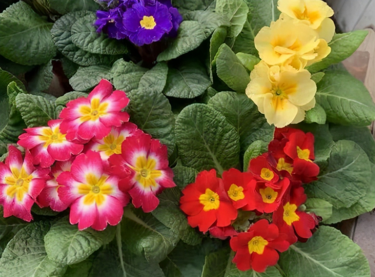 春天开花灿烂的5种花卉，个个漂亮养眼还好养