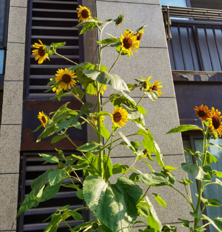 一年生花卉的介绍与图文（盘点7种花一年生植物）