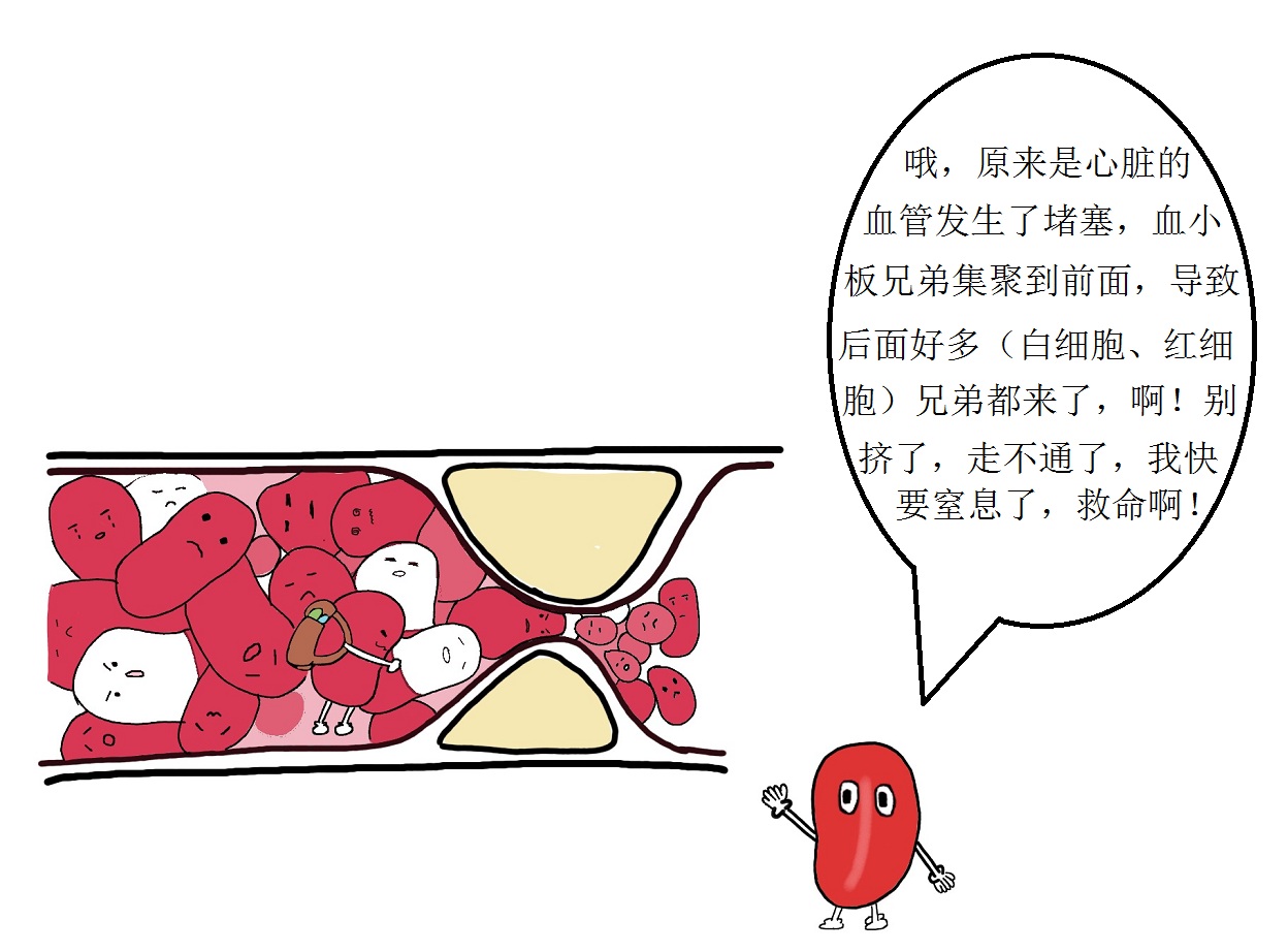 微观视角带您走进“心世界”——来自红细胞的自述
