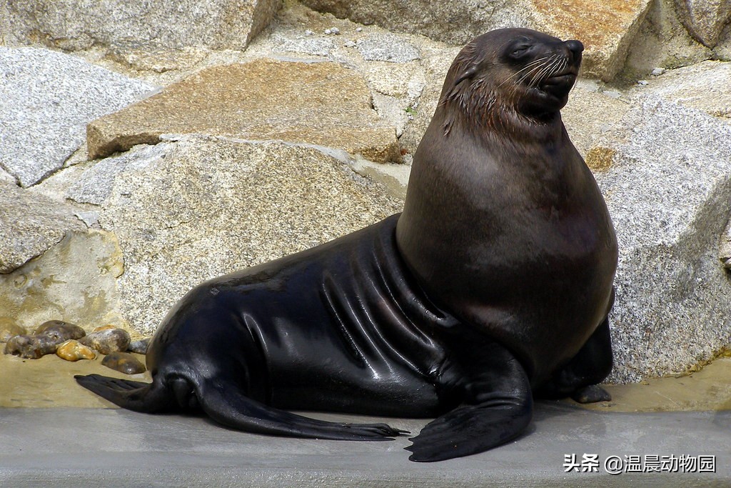 海狗毛一條多少錢分不清海象