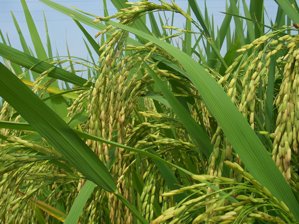 华中农业大学生命科学技术学院（转基因水稻之王）