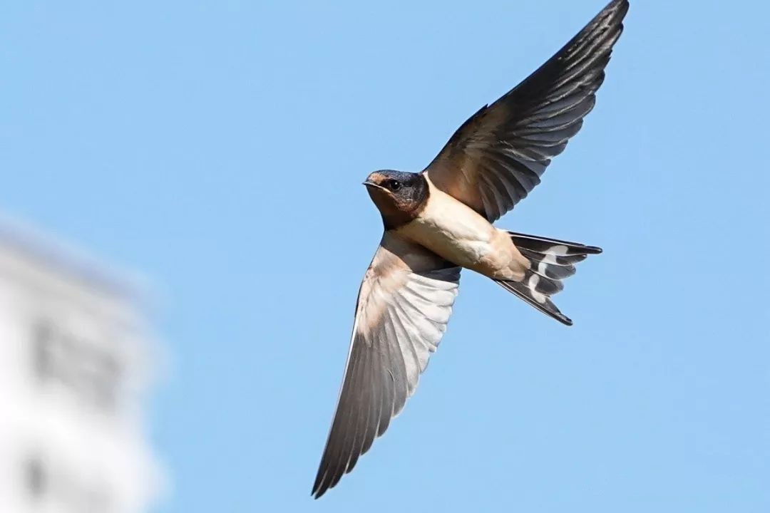 我们以北京雨燕为例子,看一看燕子是怎么在冬季来临和春季来临的时候