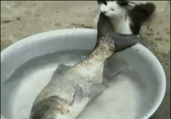 奶牛猫的性格特点（牛奶猫的六个性格特点）