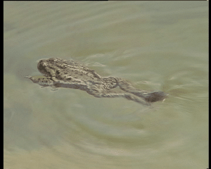 青蛙游泳我们先来感受一下"机器青蛙"灵动的游泳姿势.