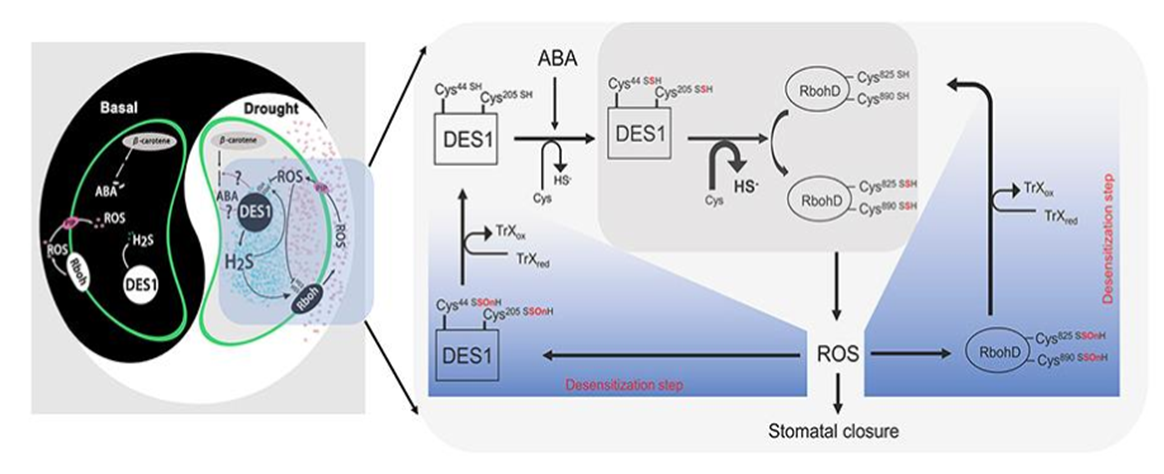 文章解读：“背靠背”南京农大谢彦杰同时解析硫化氢参与ABA信号