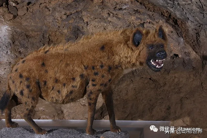 10种曾与人类同行的巨型野兽