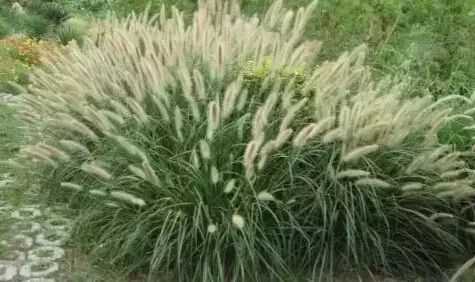 地中海荚蒾简介（做花境设计常用的60种植物介绍）