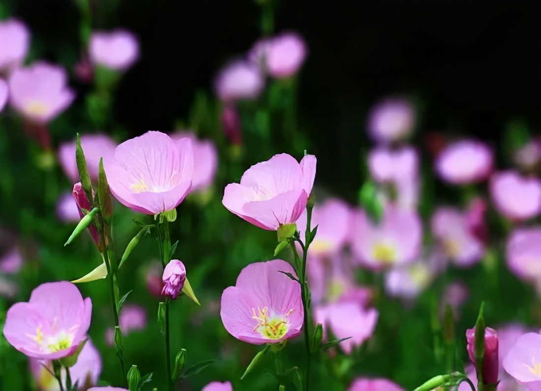 月见草花是什么（一句一图为你逐步揭开月见草的美丽面纱）