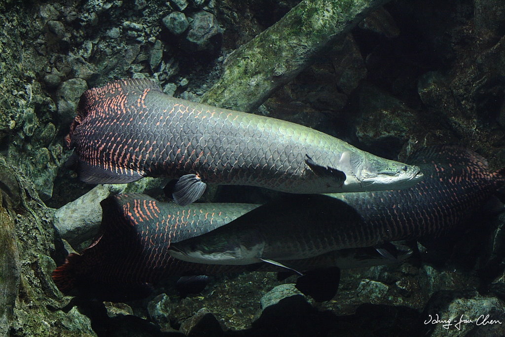 亚马逊胆大包天鱼，看见有人马上凑过来送死，因此差点绝种