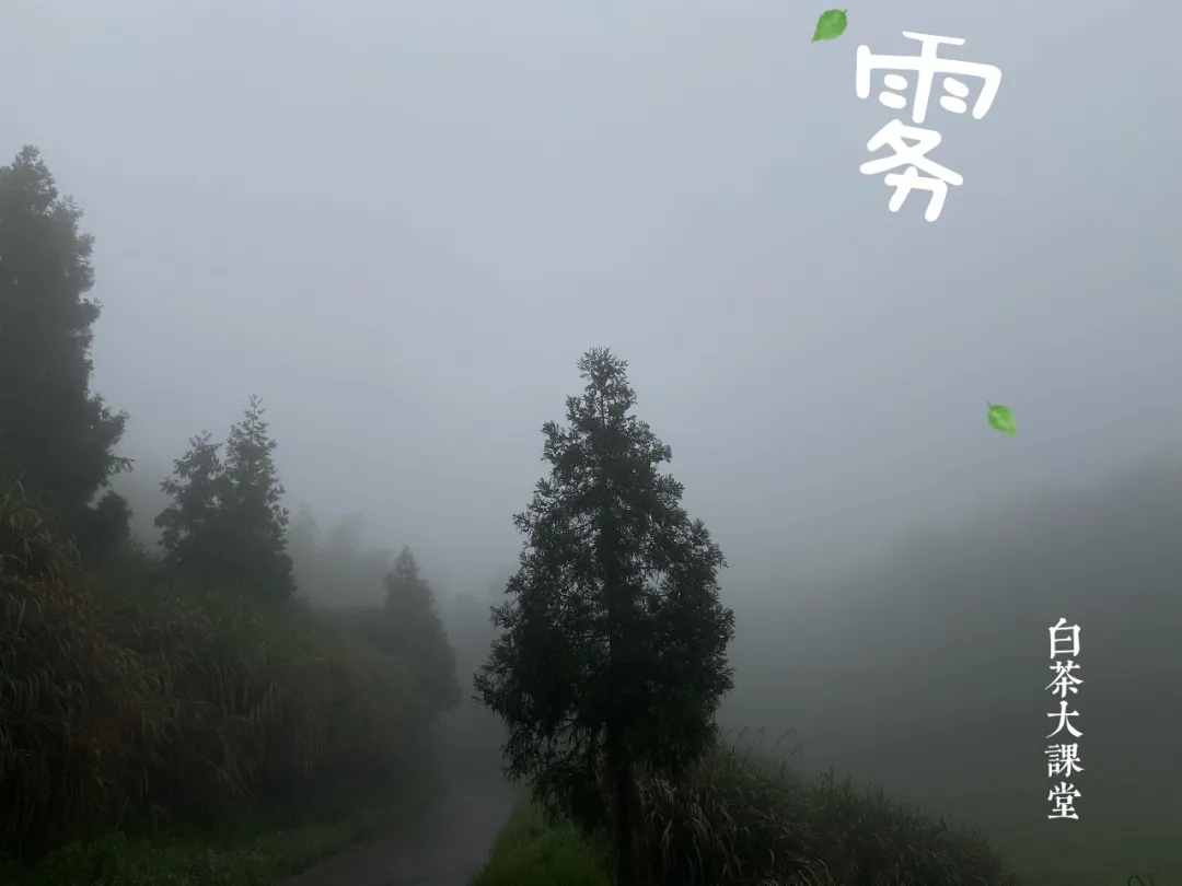 100元一斤的白毫银针,你买吗?看名气买白茶的风气何时能止?