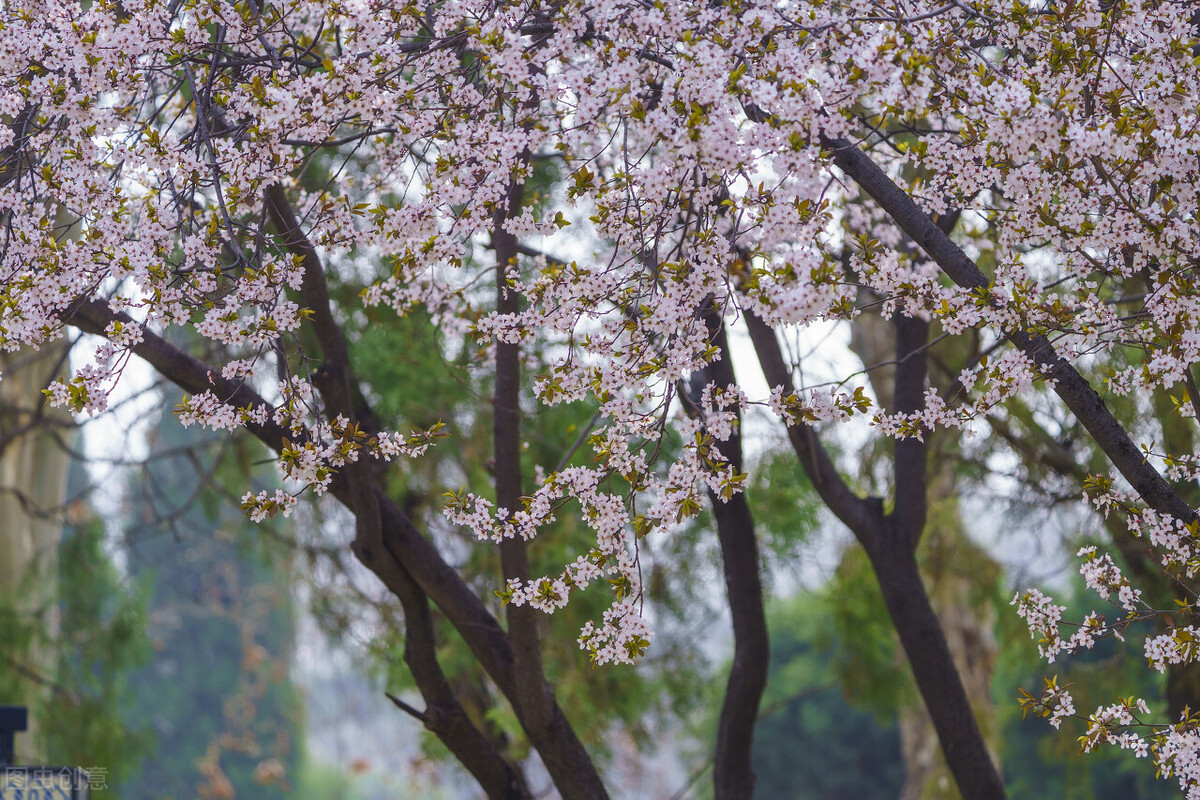 高三听力练习（17）