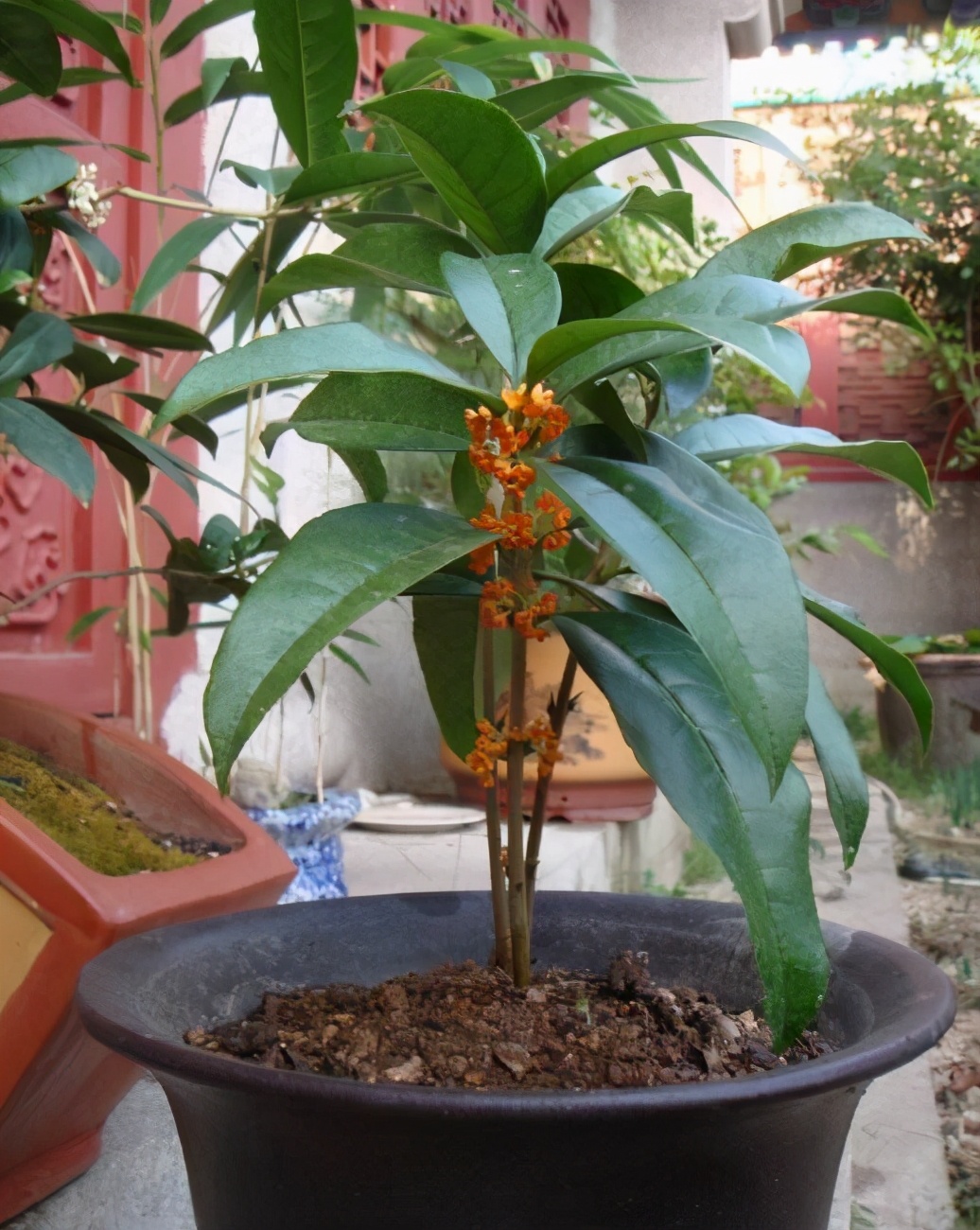 桂花叶子干枯怎么办(桂花叶片干尖,焦尖?