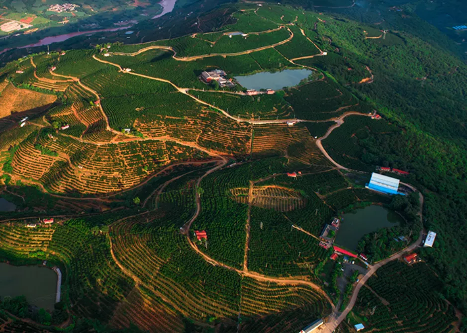 褚氏农业：从精神的传承，到数字化传“橙”