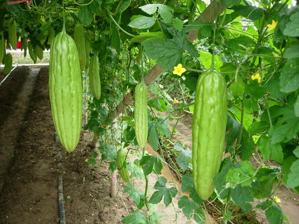 苦瓜種植需要掌握的田間管理技術