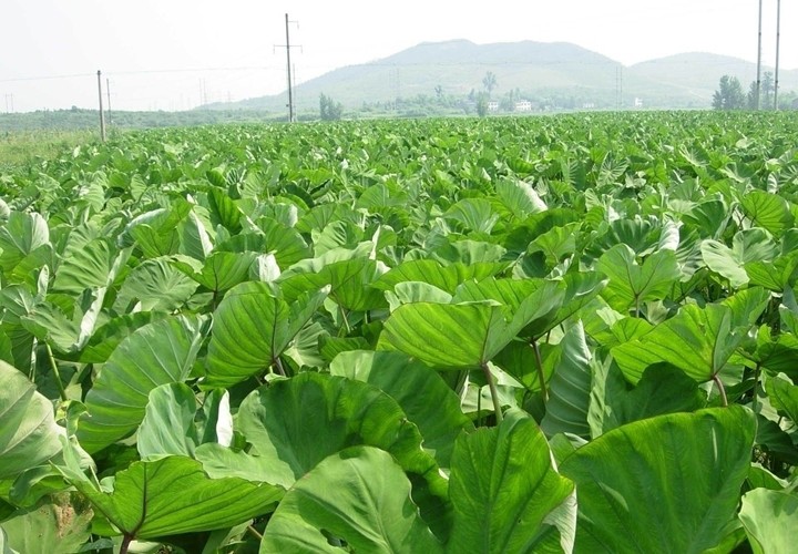 香芋的种植技术与管理(芋头对环境条件的要求)