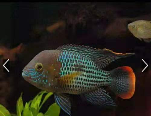 观赏鱼的鳞片脱落不同于炸鳞疾病，大幅度掉鳞根本无需救治