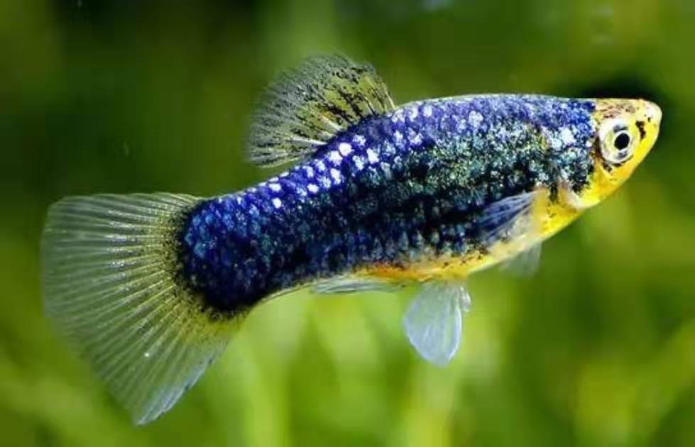 和孔雀鱼同样的习性与食性,这种小型观赏鱼也能饲养到爆缸