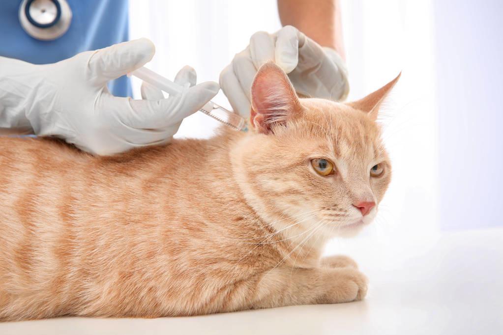 猫疫苗多久打一次，为什么要给猫咪打疫苗？