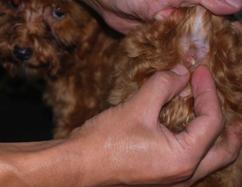 泰迪犬的這些美容步驟，主人掌握后能保持它的魅力