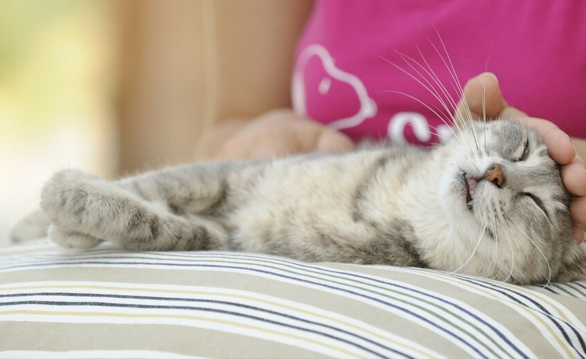 大学宿舍可以养猫吗（大学请不要养宠物）