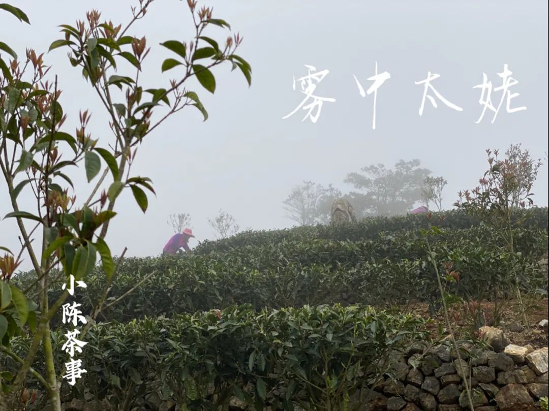 春茶季，除了白毫银针、白牡丹、春寿眉，说说太姥山的雾与露