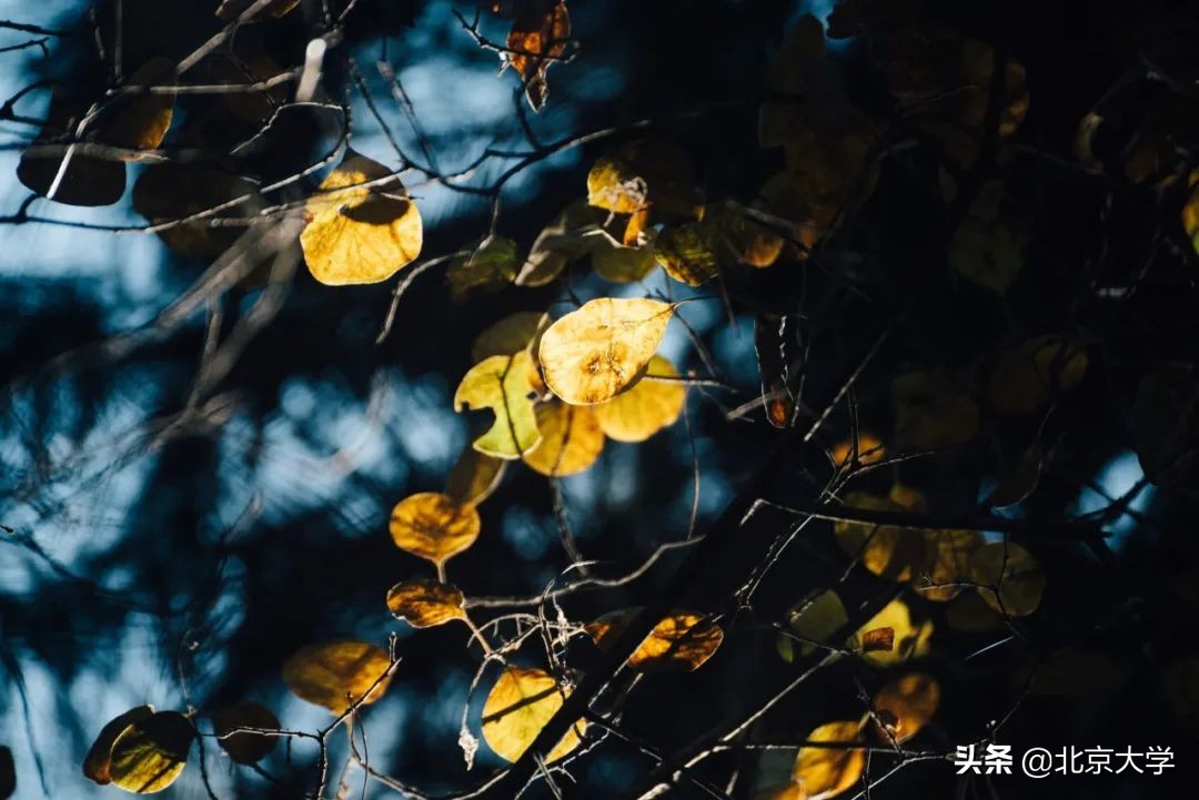 独家限定！北大赏秋地图来了