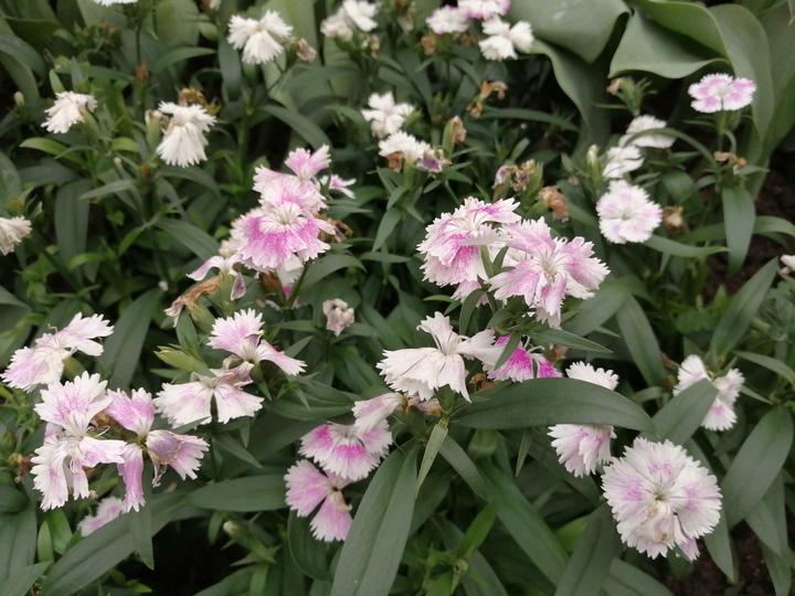 南湖公园这些风铃花果真是：一朵风铃绿叶间，飘飘然间露芳颜