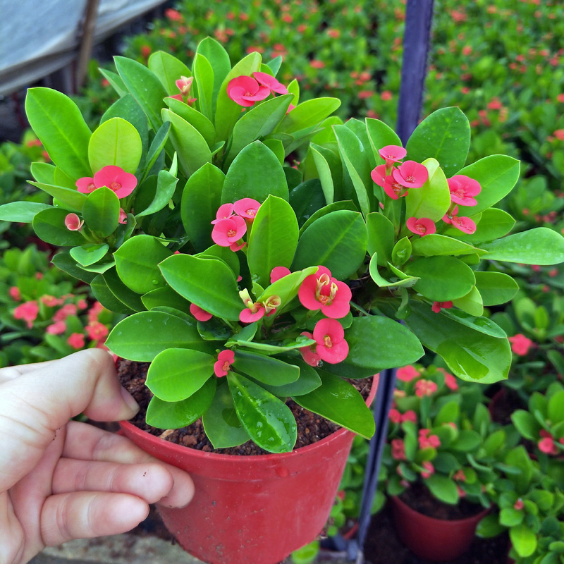 紫罗兰有毒吗（100种室内盆栽花草图鉴）
