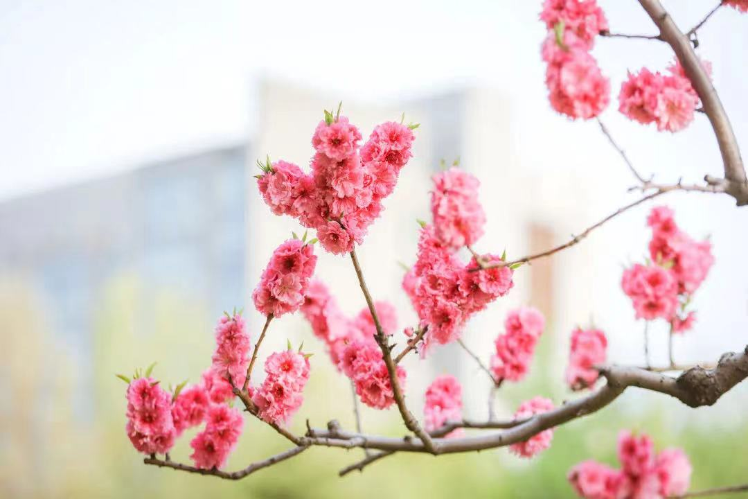 南开大学，102岁生日快乐