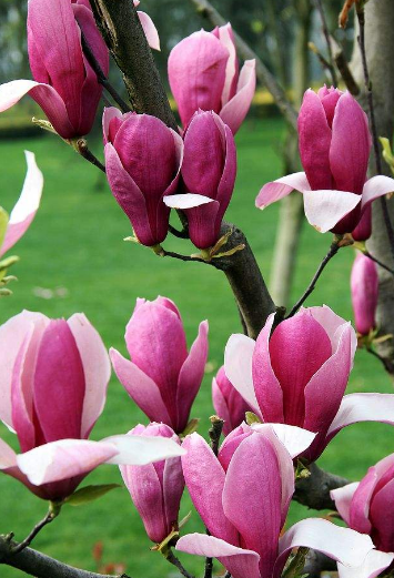 天津外国语大学近年录取分数