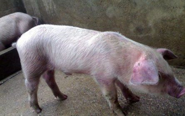 猪“高热类”病的两个治疗误区，不是这病难治而是没用对方法