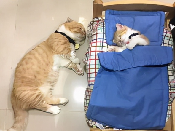 猫咪的一生，你家猫处于哪个年龄阶段？