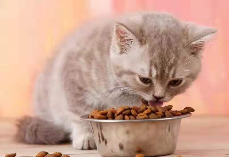 猫能吃虾吗（6种对于猫咪来说是人间美味食物）