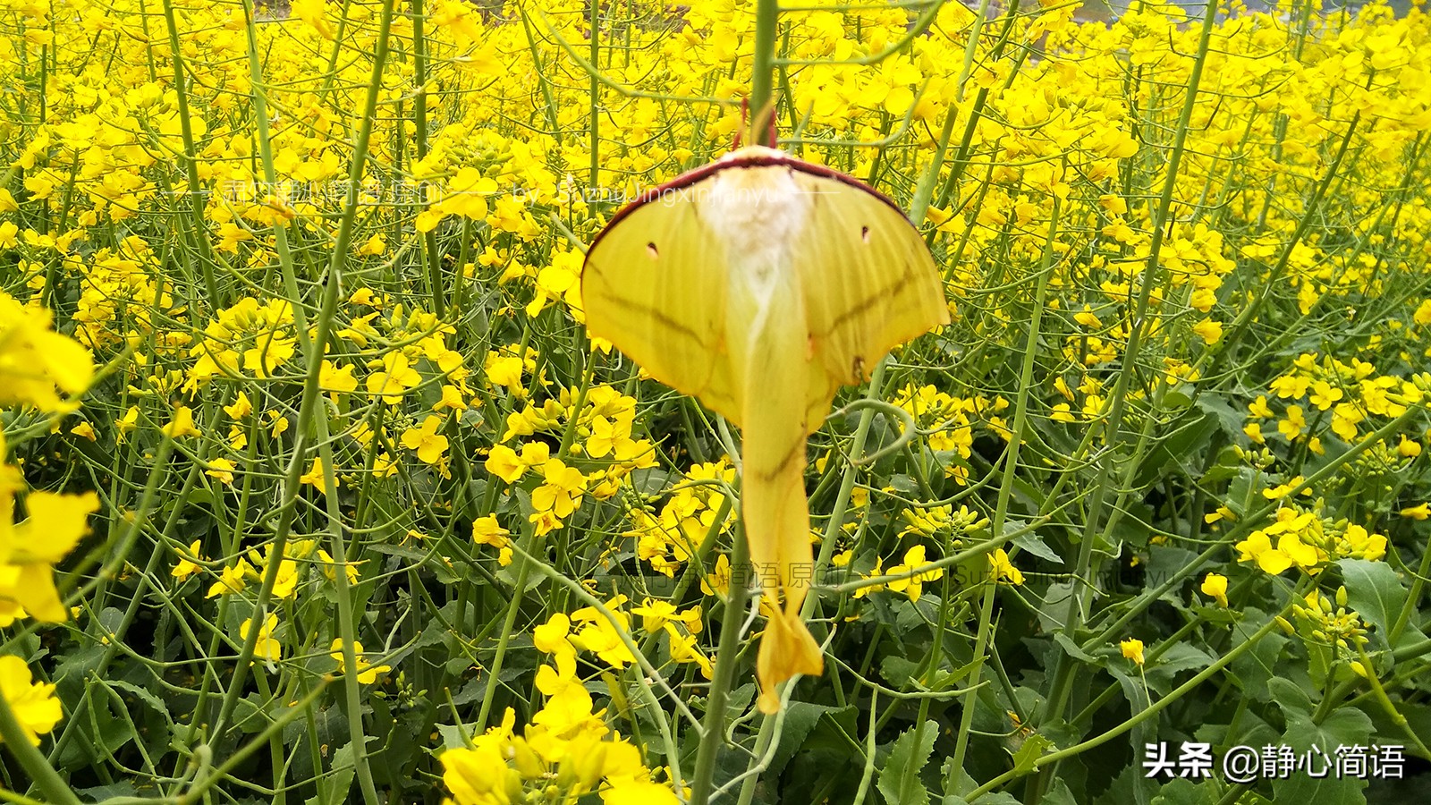 如果你是爱花人，鲜花定会为你开