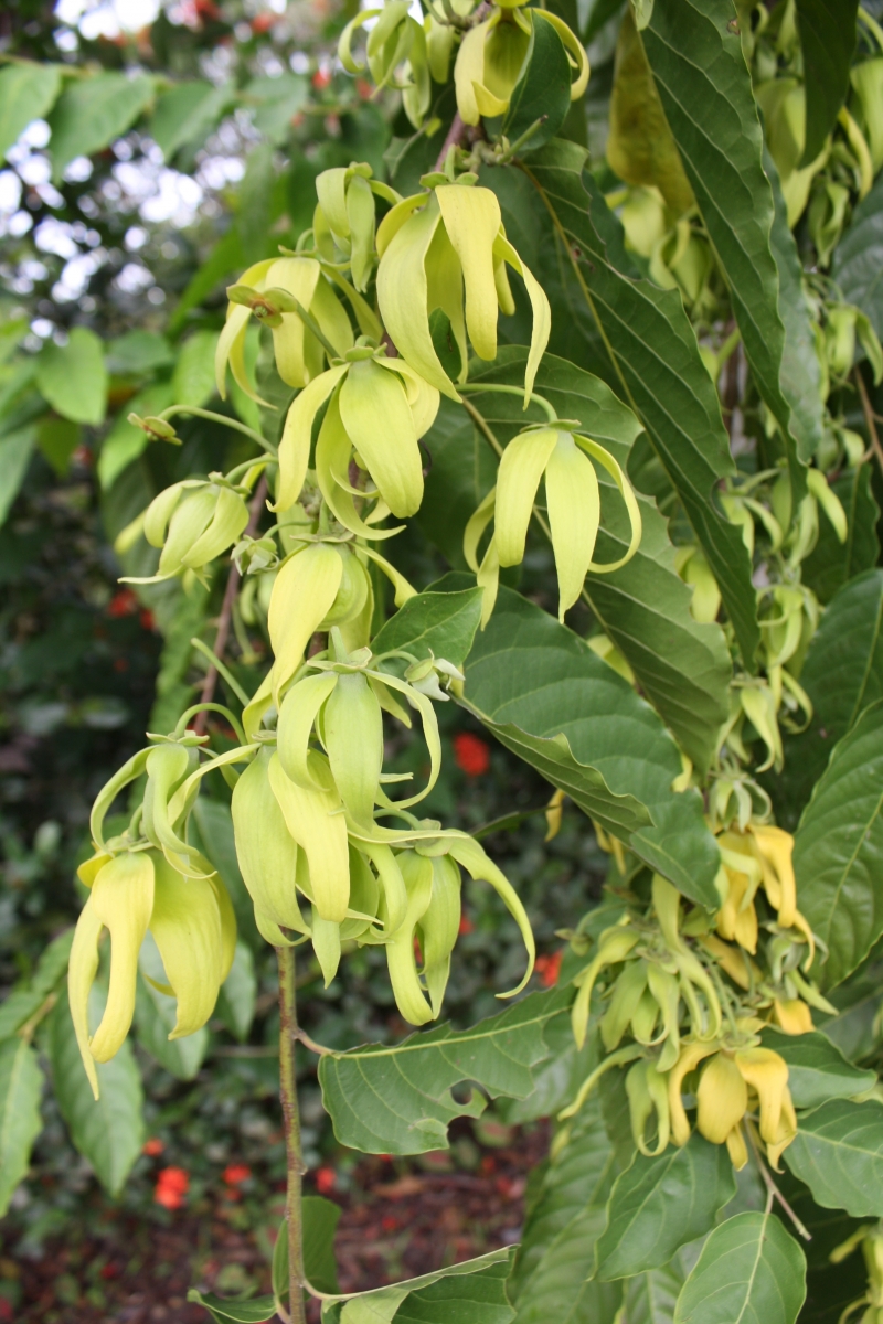 闻香识树  鹰爪花：别让我香消玉殒