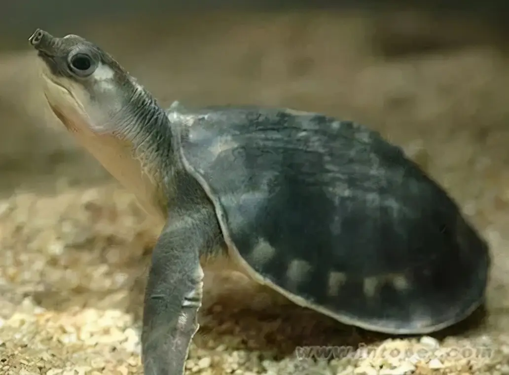 乌龟的种类图片及名称（乌龟的品种图片）