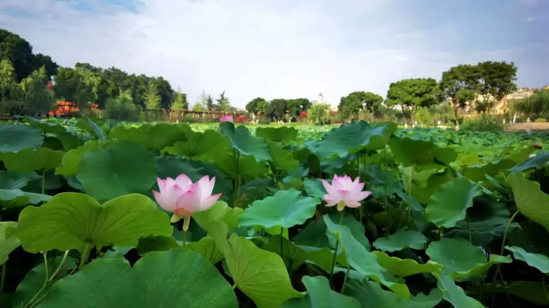 速来围观！三原外国语学校中学部&小学部2021年招生简章新鲜出炉