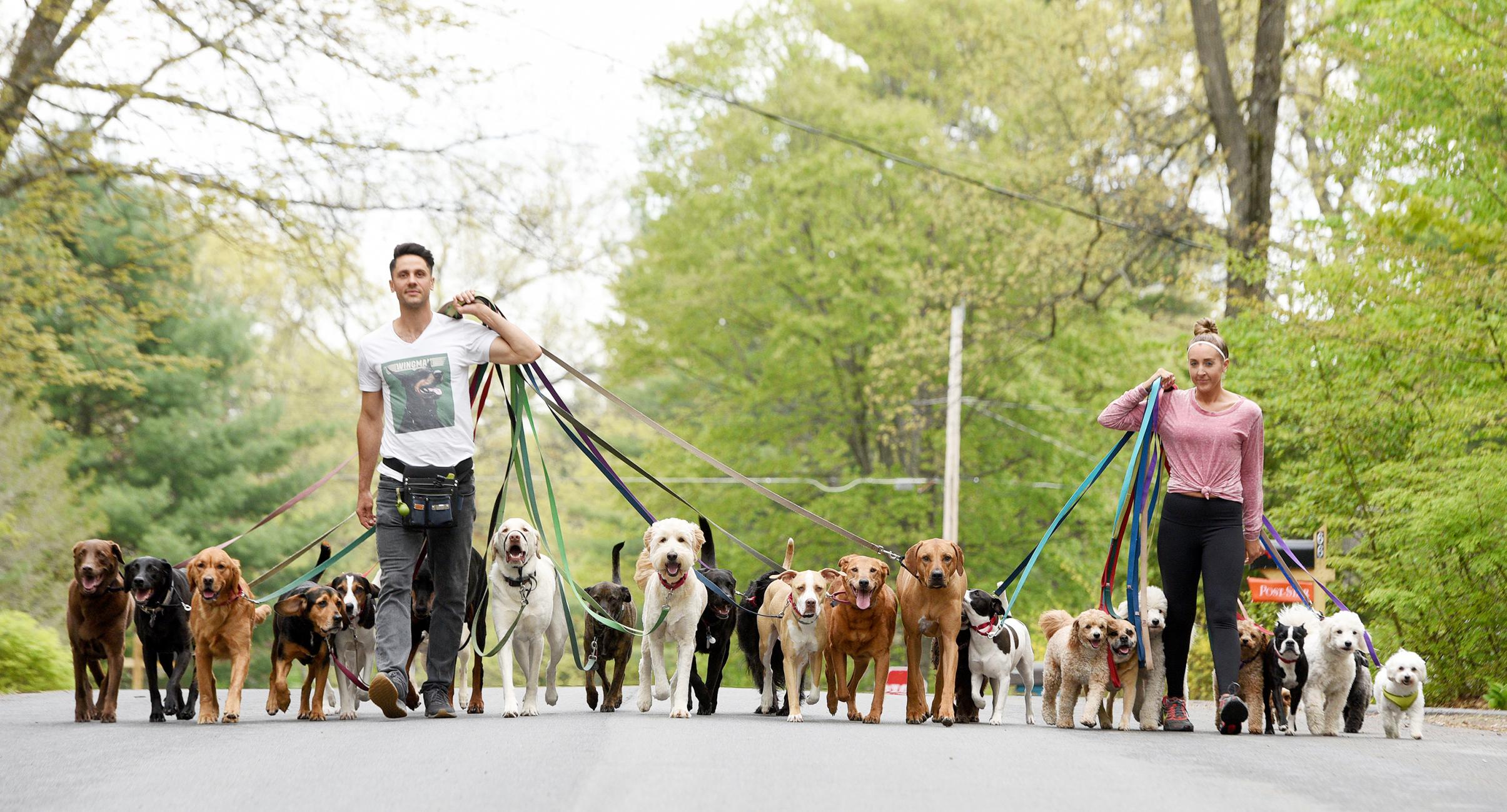 想和狗狗一起工作？关于狗狗的工作，仅仅爱狗可能做不好