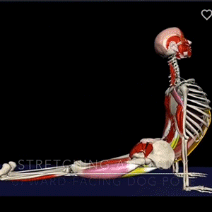 一组全身肌肉拉伸解剖图，看看你的拉伸对么
