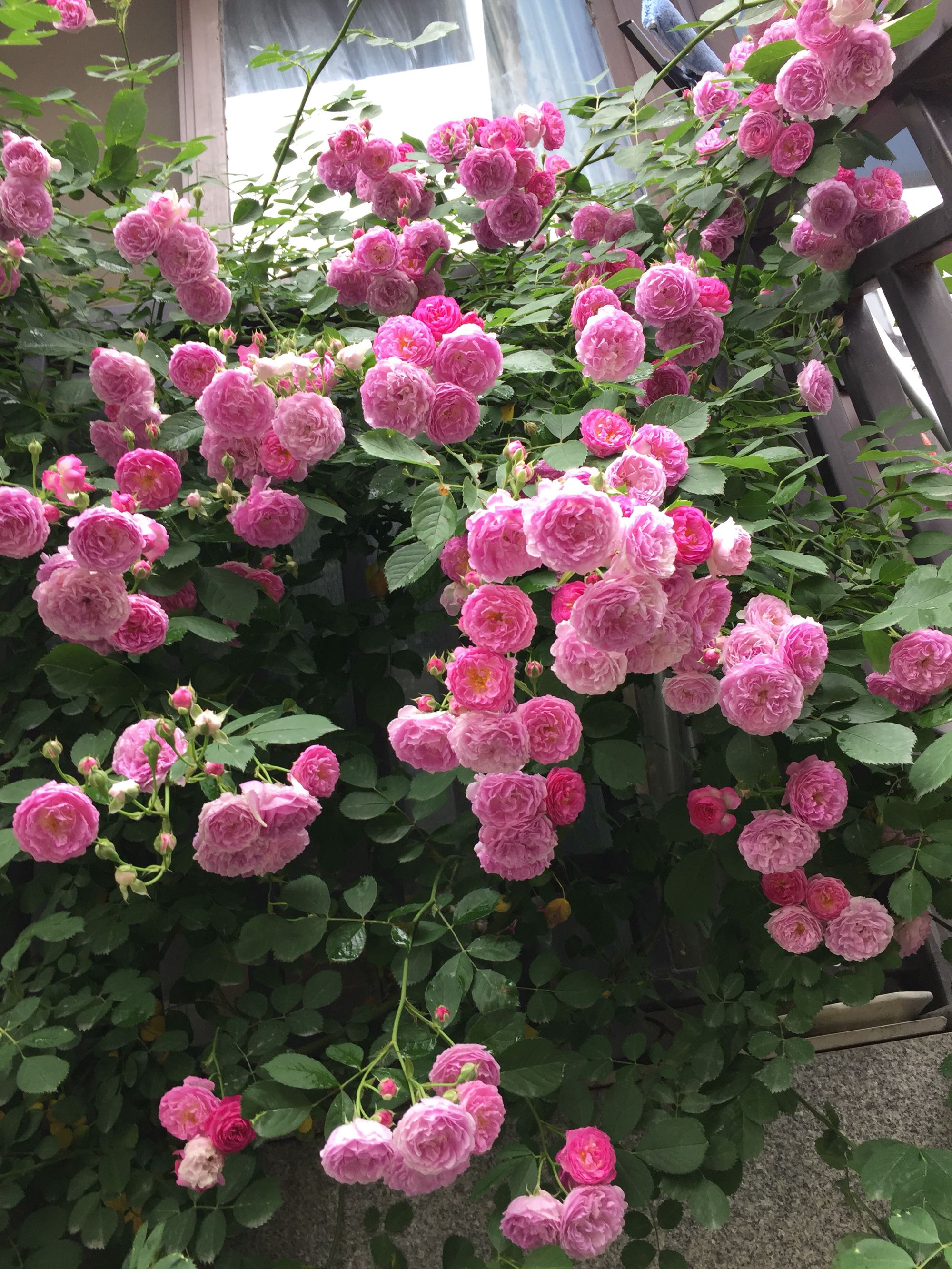 蔷薇“十姐妹”，开花超级多，能开成花墙，养护容易，南北都能种