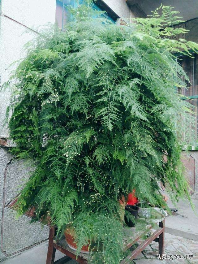 38种爬藤植物,有地有闲的一定要养几种,开花就成了花墙或花瀑布
