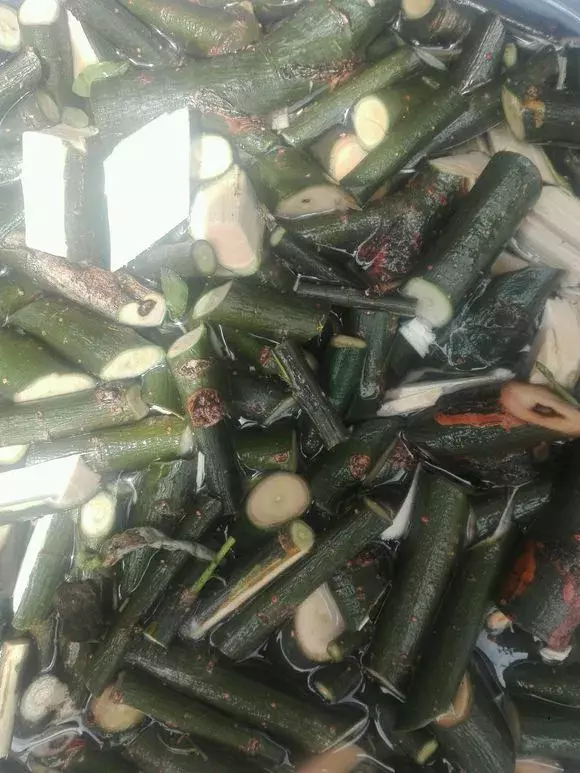 杜鹃茶花插不活,枝条在泥巴里打个滚,大白根呼呼长,新芽猛冒!