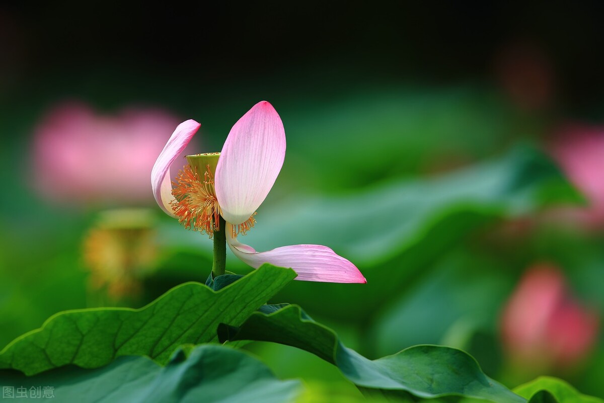 云水蒹葭，淡墨青花，炊烟袅袅几许，棠梨煎雪又落雨