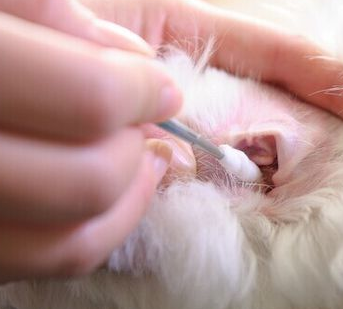 泰迪犬的這些美容步驟，主人掌握后能保持它的魅力