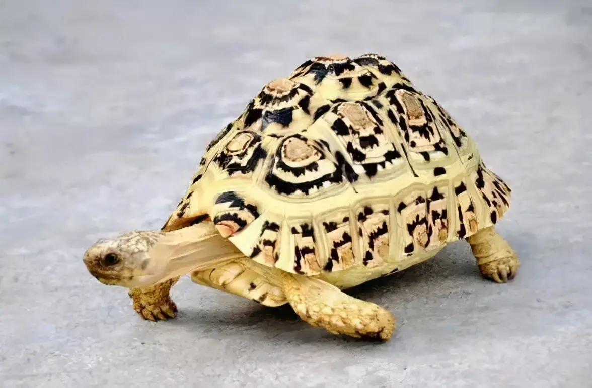 乌龟的种类图片及名称（乌龟的品种图片）