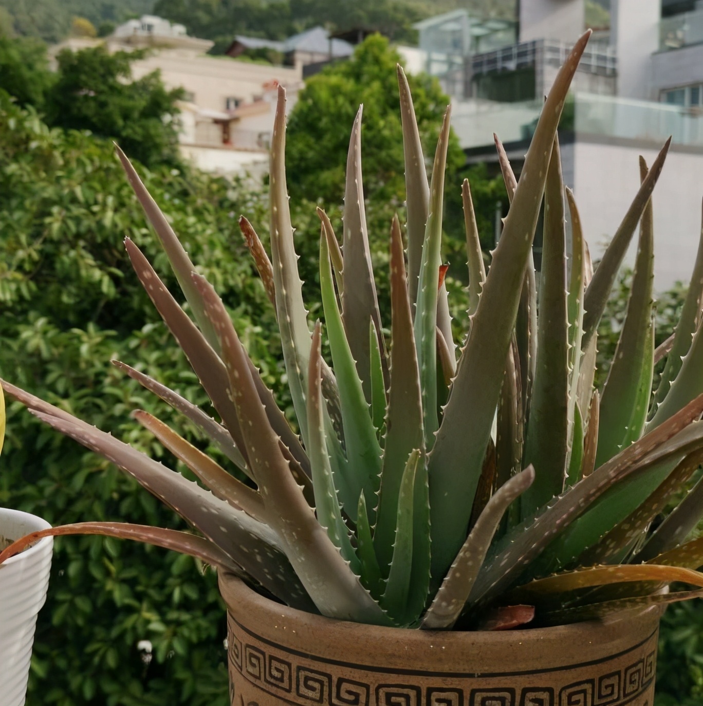 养芦荟,有3个要点,叶子越长越多又肥又大很漂亮