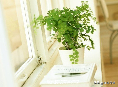 《青春》作者：董卿 朗诵：曹瑛