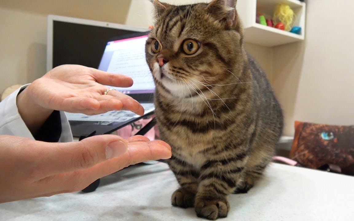 宠物猫排行榜,宠物猫排行榜有哪些?