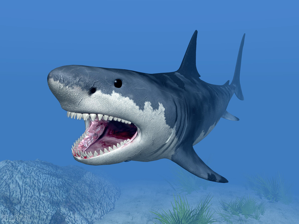 两只母鲨同居10年,其中一只莫名生娃,科学家:这并不是好事