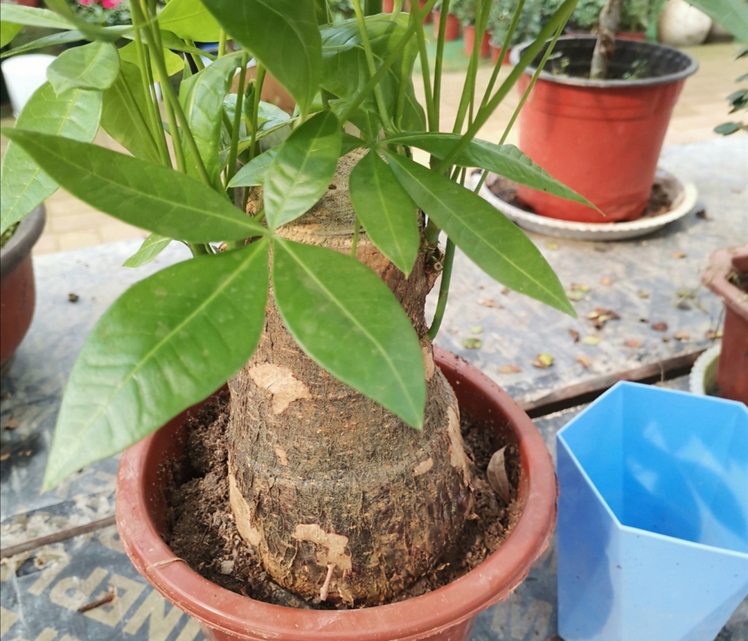 发财树有"两喜两怕",掌握好养护技巧,不烂根,长得枝繁叶茂